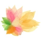 DAS Craft Skeleton Leaves Assorted Colours Pack 20 image
